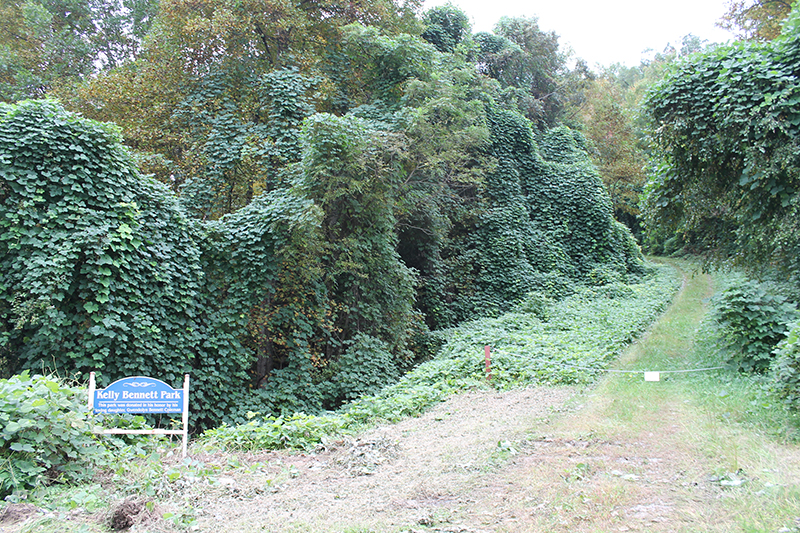 Kelly Bennett Park is located just up from downtown and has a steep terrain