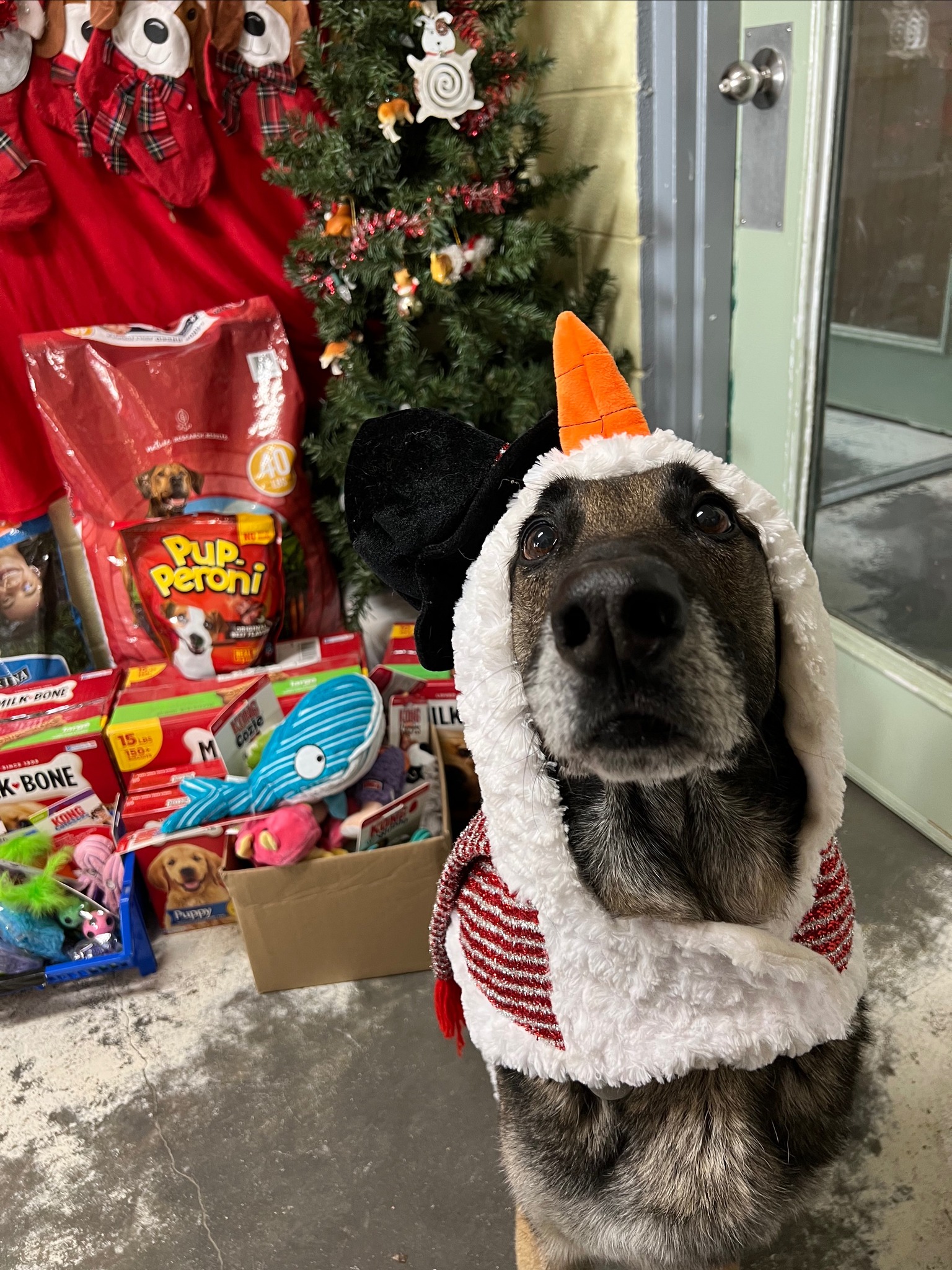 Armani is one of the several adoptable dogs at PAWS.
