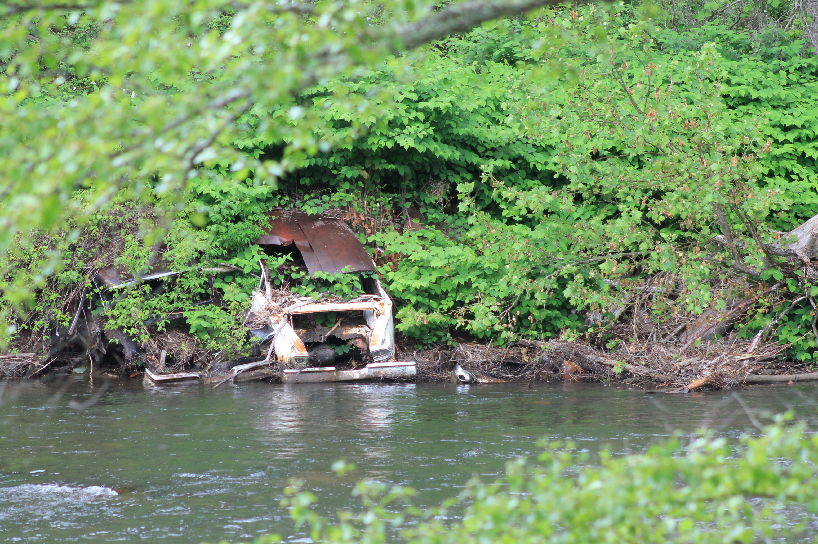 A white car stands out along the river, covered in plants. This is located near the train trestle close to Hyatt Creek Road.