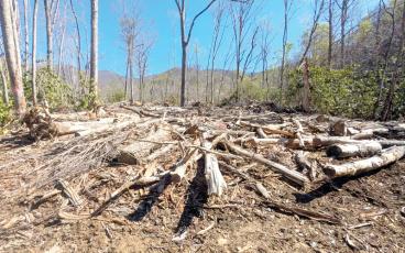 Jack Igelman / Carolina Public Press.  An area of the Pisgah National Forest near Shope Creek, where severe damage occurred during Tropical Storm Helene in 2024. 