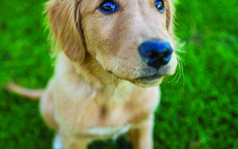 Yellow lab puppy
