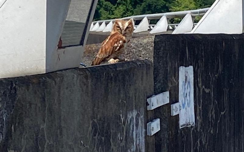 The owl can be seen perched at the top of the dam