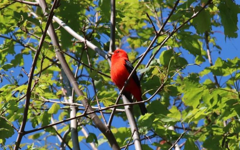 A real looker, the scarlet tanager is a prized sight among Western North Carolina birders both for its brilliant color and for the fact it’s hard to find, as it stays in the high forest canopy.