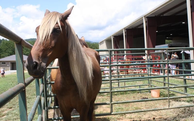 This beautiful Rocky Mountain horse looked astute while his photo was taken. Rocky Mountain horses are gaited and typically used for showing, where they display their unique prancing trot.