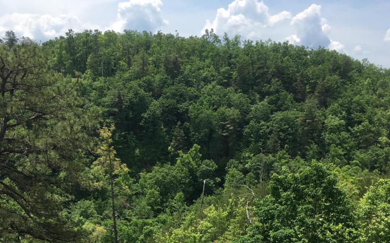 The many trees of the Smokies, especially spruce and firs, may help soften damage from increased rain due to climate change. SMT file photo