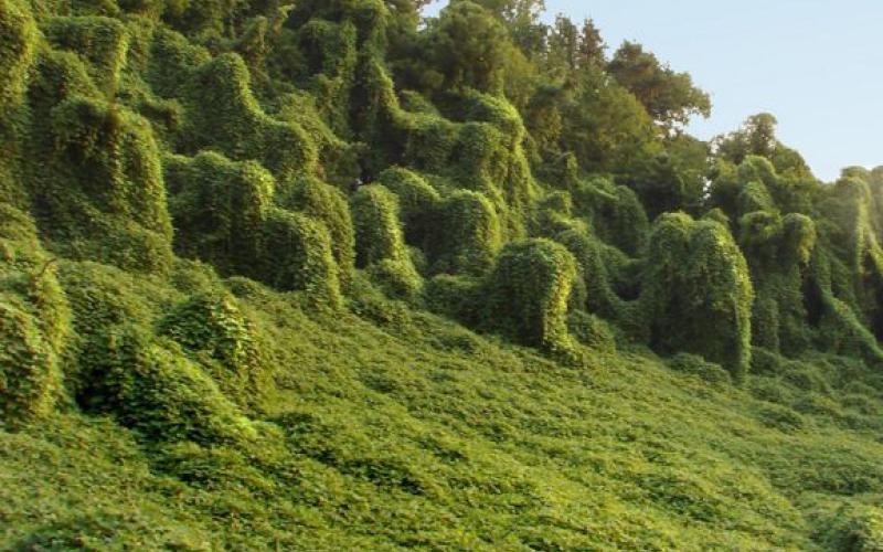 Fighting kudzu was suggested during public comment.