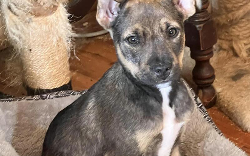 The puppy has been named Apollo and is now getting lots of care and attention through PAWS before he will be adopted.