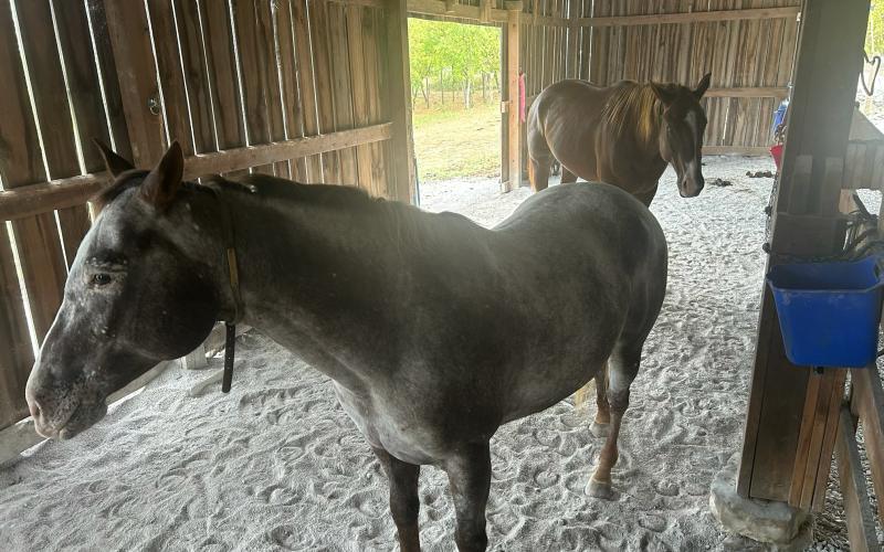 Gypsy and Creed are pictured back in their barn at home in Kentucky.