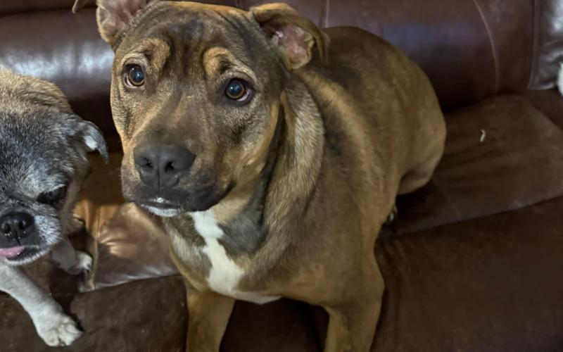 PAWS took in Apollo and he is currently being fostered.