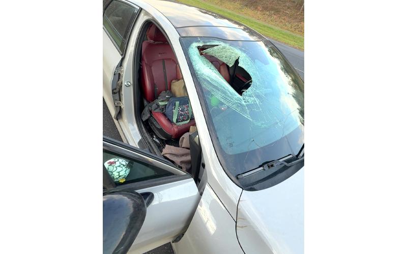 Submitted photo.  A Kia K5 belonging to Melissa Schlarb, 28, of Robbinsville, gets hit by a cat falling an estimated 100 feet from a bald eagle’s grip when driving on US-74 in Swain County at approximately 8 a.m. Nov. 19.