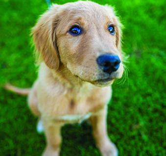 Yellow lab puppy