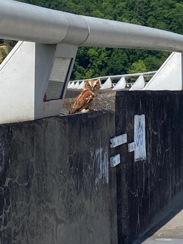 The owl can be seen perched at the top of the dam