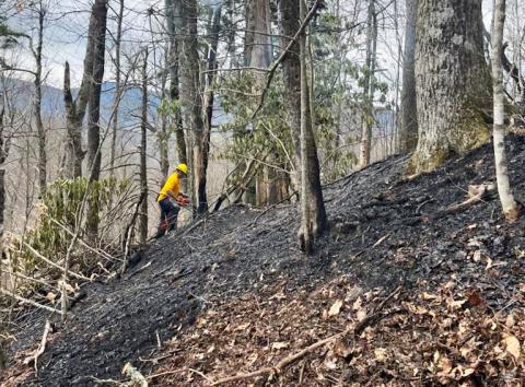 A firefighter works off Newfound Gap Road in the Great Smoky Mountains National Park