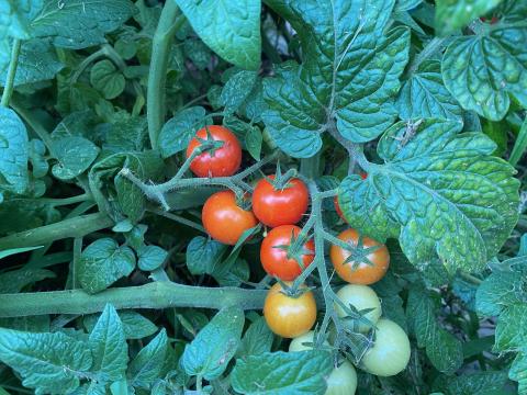 These beautiful Chadwick Cherry Tomatoes are almost ready for picking. Chadwick Cherry Tomatoes are known for their sweet, delicious flavor and are very popular with home gardeners.