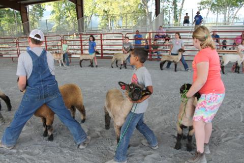 Last Thursday, youth from three counties met at Great Smoky Mountains Event Park (former Inspiration Park) in Swain County, to learn about how to show lambs during livestock shows. During a show, five lambs are picked to receive ribbons.