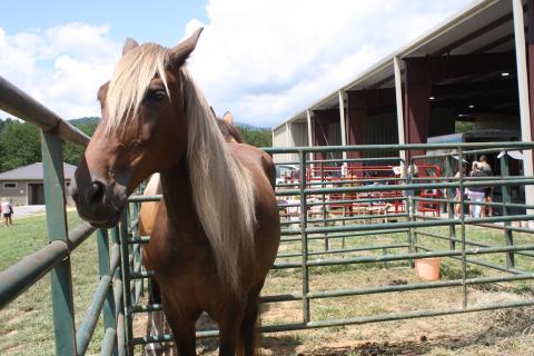 This beautiful Rocky Mountain horse looked astute while his photo was taken. Rocky Mountain horses are gaited and typically used for showing, where they display their unique prancing trot.
