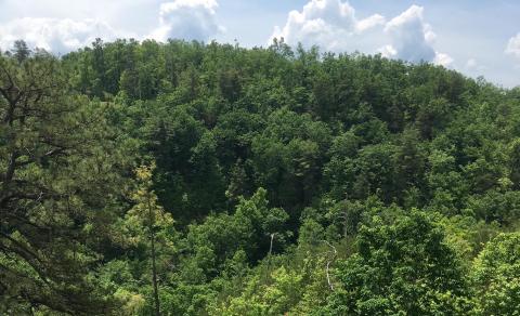 The many trees of the Smokies, especially spruce and firs, may help soften damage from increased rain due to climate change. SMT file photo
