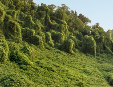 Fighting kudzu was suggested during public comment.