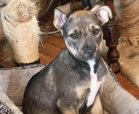 The puppy has been named Apollo and is now getting lots of care and attention through PAWS before he will be adopted.