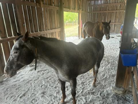 Gypsy and Creed are pictured back in their barn at home in Kentucky.
