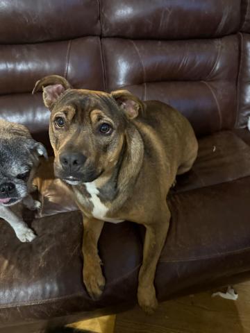 PAWS took in Apollo and he is currently being fostered. 