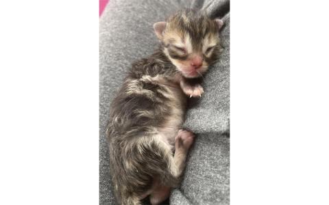 Photo/Hannah Robinson.   Indie, born on Independence Day in 2024, was discovered with her umbilical cord still attached and burns from hot asphalt. BCCS raised her through Hurricane Helene until she could safely return to her original finders. 