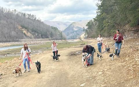 Submitted photo.  Seven lucky shelter dogs enjoy a day out by the lake with the new P.A.W.S. Tailblazers club in April.