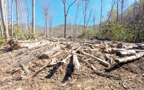 Jack Igelman / Carolina Public Press.  An area of the Pisgah National Forest near Shope Creek, where severe damage occurred during Tropical Storm Helene in 2024. 
