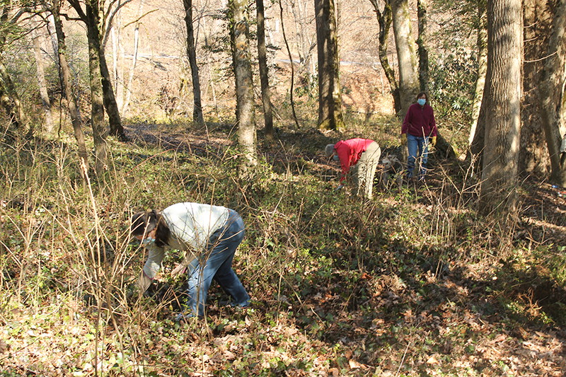 Volunteers pull up invasive plants on Island Park