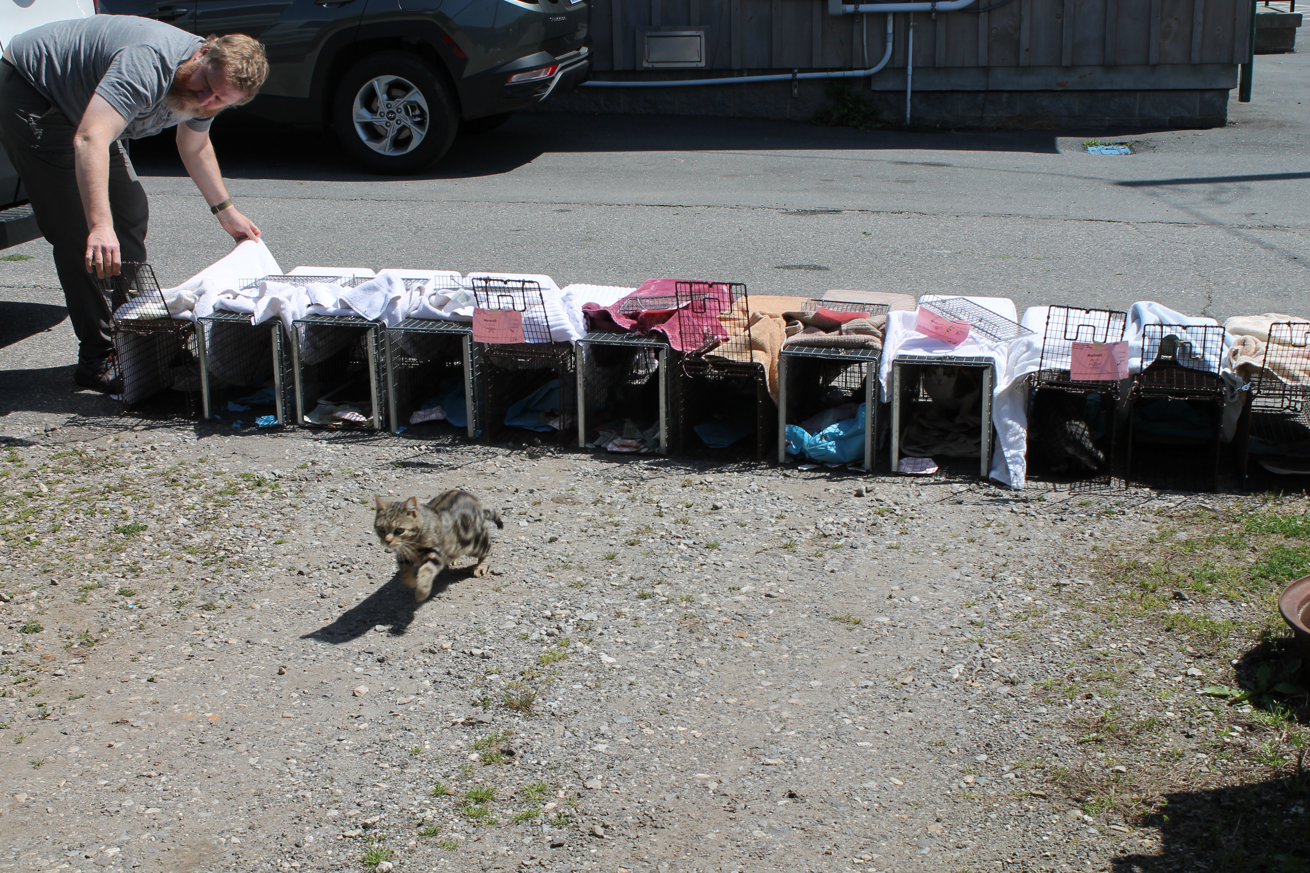 Eric Phelps, founder & director of Sister Kitten, releases 12 cats and kittens on Friday morning, April 22, in downtown Bryson City after the feral animals were caught to be spayed and/or neutered. 