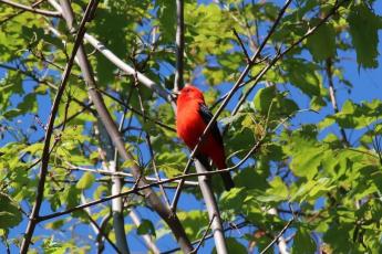 A real looker, the scarlet tanager is a prized sight among Western North Carolina birders both for its brilliant color and for the fact it’s hard to find, as it stays in the high forest canopy.