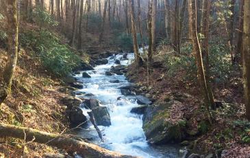 Wesser Creek is in the Nantahala National Forest.