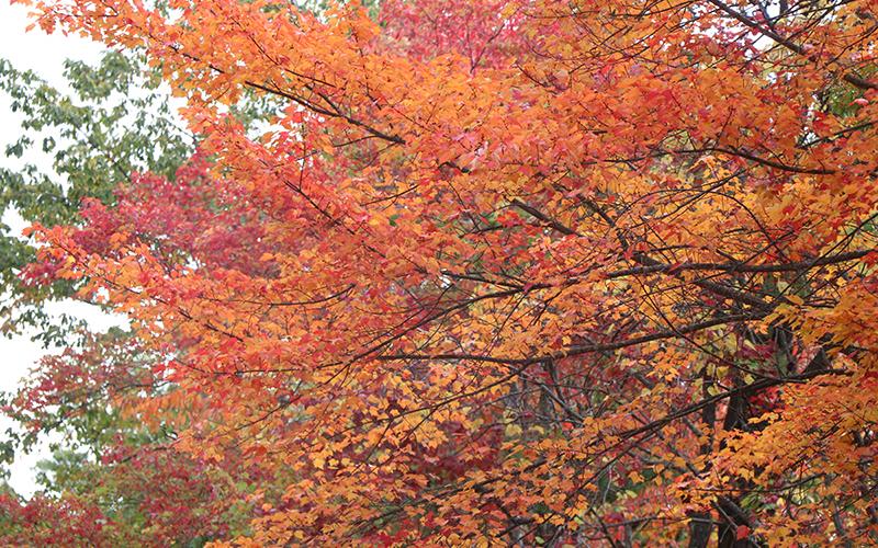 Bright orange maple leaves
