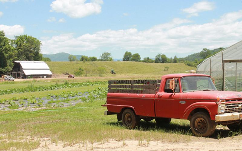 The red truck is an iconic part of the family farm, Darnell Farms