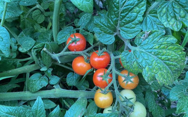 These beautiful Chadwick Cherry Tomatoes are almost ready for picking. Chadwick Cherry Tomatoes are known for their sweet, delicious flavor and are very popular with home gardeners.