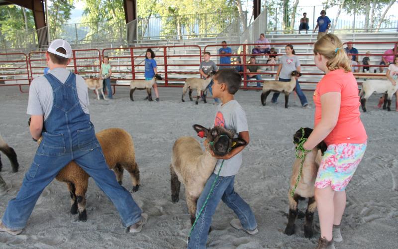 Last Thursday, youth from three counties met at Great Smoky Mountains Event Park (former Inspiration Park) in Swain County, to learn about how to show lambs during livestock shows. During a show, five lambs are picked to receive ribbons.