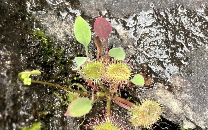 the tiny carnivorous round-leaved sundew was found in droves along the rocks